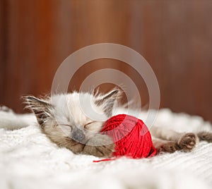 Cute baby cat. Cozy kitten on a white knitted sweater with a ball of red yarn