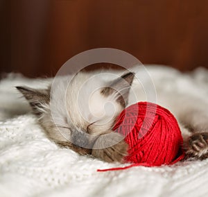 Cute baby cat. Cozy kitten on a white knitted sweater with a ball of red yarn