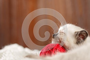 Cute baby cat. Cozy kitten on a white knitted sweater with a ball of red yarn