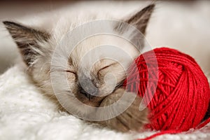 Cute baby cat. Cozy kitten on a white knitted sweater with a ball of red yarn