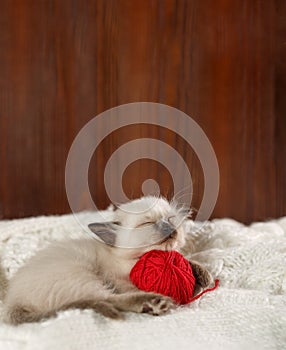 Cute baby cat. Cozy kitten on a white knitted sweater with a ball of red yarn