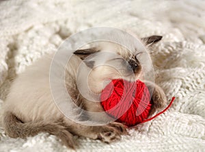 Cute baby cat. Cozy kitten on a white knitted sweater with a ball of red yarn