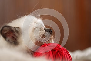 Cute baby cat. Cozy kitten on a white knitted sweater with a ball of red yarn