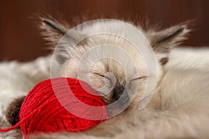 Cute baby cat. Cozy kitten on a white knitted sweater with a ball of red yarn