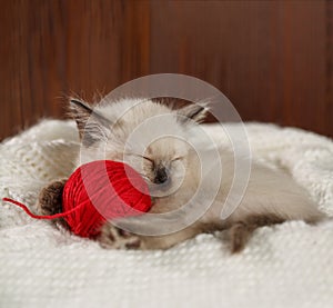 Cute baby cat. Cozy kitten on a white knitted sweater with a ball of red yarn