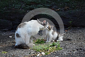 A cute baby cat and its mother, having contact with their noses. Madeira, Portugal