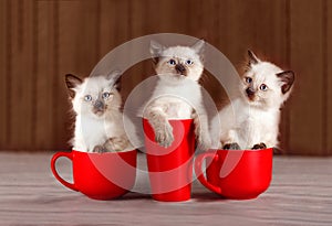 Cute baby cats. Three cozy kittens sitting in red cups. Kittens are colors of coffee or tea