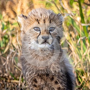 Cute Baby Cheetah Cub in Africa