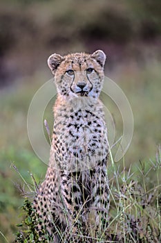 Cute Baby Cheetah in Kruger National Park