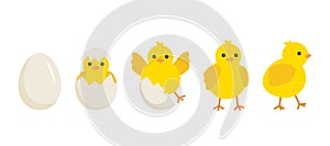 Cute baby chick born from an egg. Chicken hatching stages. Newborn little yellow cartoon chicks for easter design