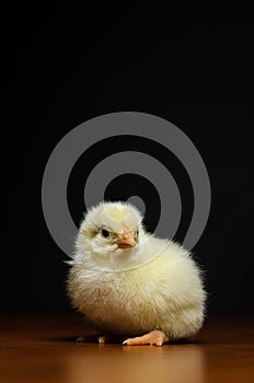 Cute baby chick