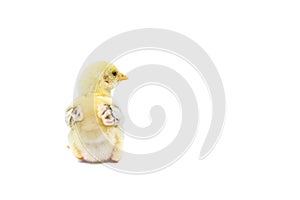 Cute baby chick sitting with copy space. Isolated on white background