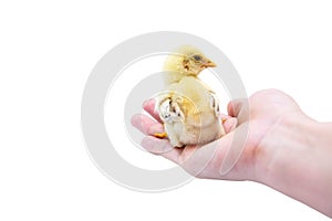 Cute baby chick sitting on hand. Isolated on white background