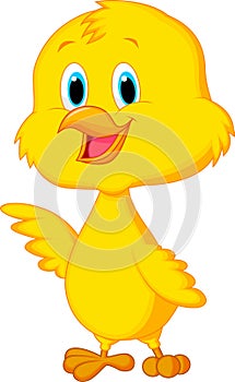 Cute baby chicken cartoon