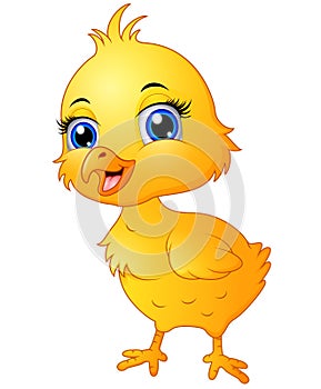 Cute baby chicken cartoon