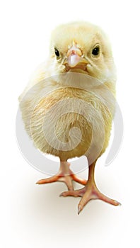 Cute baby chicken isolated on white.