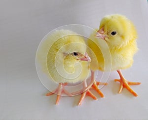 Cute Baby Chicks