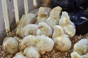 Cute baby chicks together in captivity