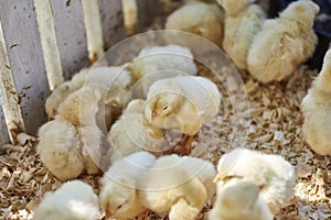 Cute baby chicks together in captivity