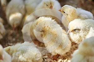 Cute baby chicks together in captivity