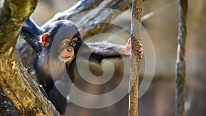 Cute baby chimpanzee climbing a vine