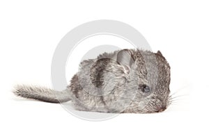 Cute baby chinchilla