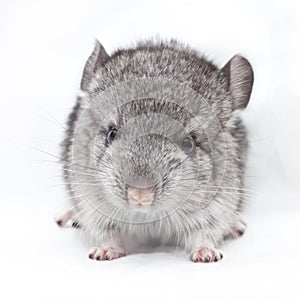 Cute baby chinchilla