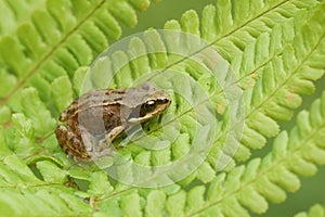 A cute baby Common Frog Rana temporaria sitting on a fern leaf.