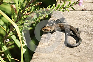 A cute baby Common Lizard Lacerta Zootoca vivipara the size of a small worm warming up on a wooden walkway.