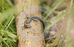 A cute baby Common Lizard Lacerta Zootoca vivipara warming on a stick in the long grass.