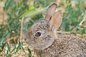 Cute Baby Cottontail Rabbit