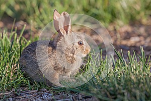 Cute Baby Cottontail Rabbit