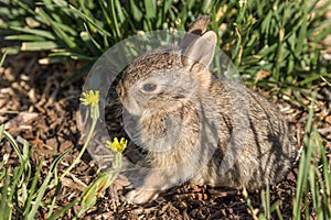 Cute Baby Cottontail Rabbit