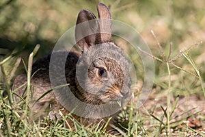 Cute Baby Cottontail Rabbit Close Up