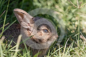 Cute Baby Cottontail Rabbit Portrait