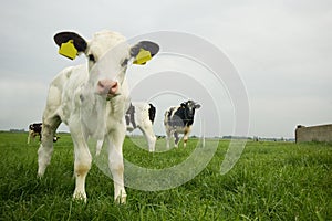 Cute baby cow