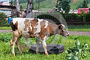 Cute baby cow in summer