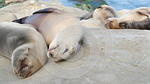 Cute baby cub, sweet sea lion pup and mother. Funny lazy seals, ocean beach wildlife, La Jolla, San Diego, California