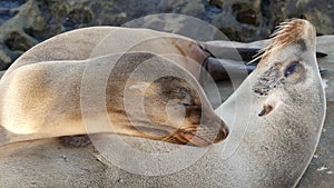 Cute baby cub, sweet sea lion pup and mother. Funny lazy seals, ocean beach wildlife, La Jolla, San Diego, California, USA. Funny