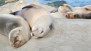 Cute baby cub, sweet sea lion pup and mother. Funny lazy seals, ocean beach wildlife, La Jolla, San Diego, California, USA. Funny