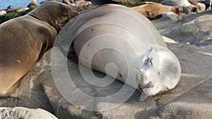 Cute baby cub, sweet sea lion pup and mother. Funny lazy seals, ocean beach wildlife, La Jolla, San Diego, California, USA. Funny