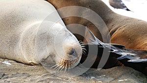 Cute baby cub, sweet sea lion pup and mother. Funny lazy seals, ocean beach wildlife, La Jolla, San Diego, California, USA. Funny