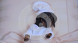 Cute baby dachshund in funny warm pajamas with cap like newborn lies under blanket going to sleep, top view. Bed rest