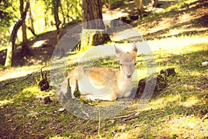 Cute baby deer in forest