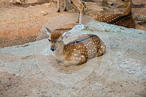 Cute baby deer laying on the ground in contact zoo