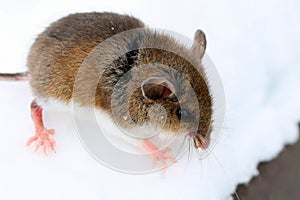 Cute baby deer mouse in the snow