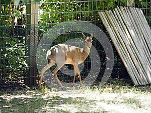 Cute baby deer at the specially allocated area at the zoo