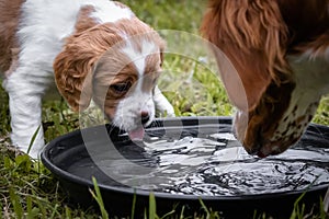 Cute baby dog brittany spaniel learning how to drink water, imitationg his mother, close up