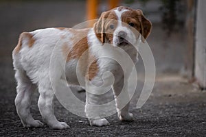 Cute baby dog brittany spaniel looking at camera