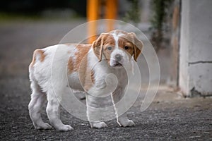 Cute baby dog brittany spaniel looking at camera